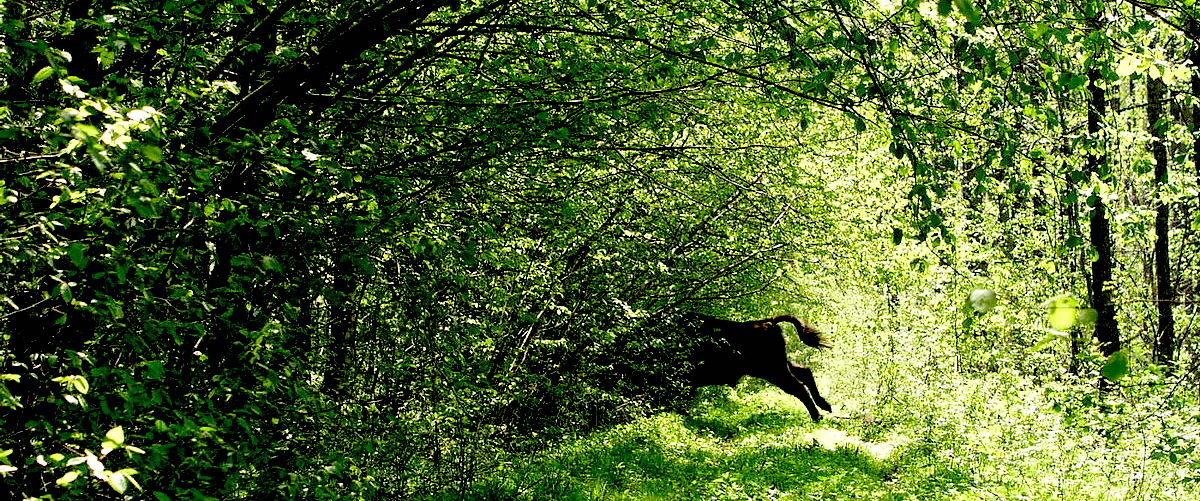 Sacred Forests Around the World: Where Spirits Dwell